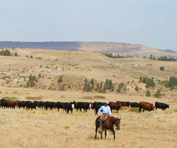 fubar MTCowboy's photo On my recent 10 day & last long Cattle Drive